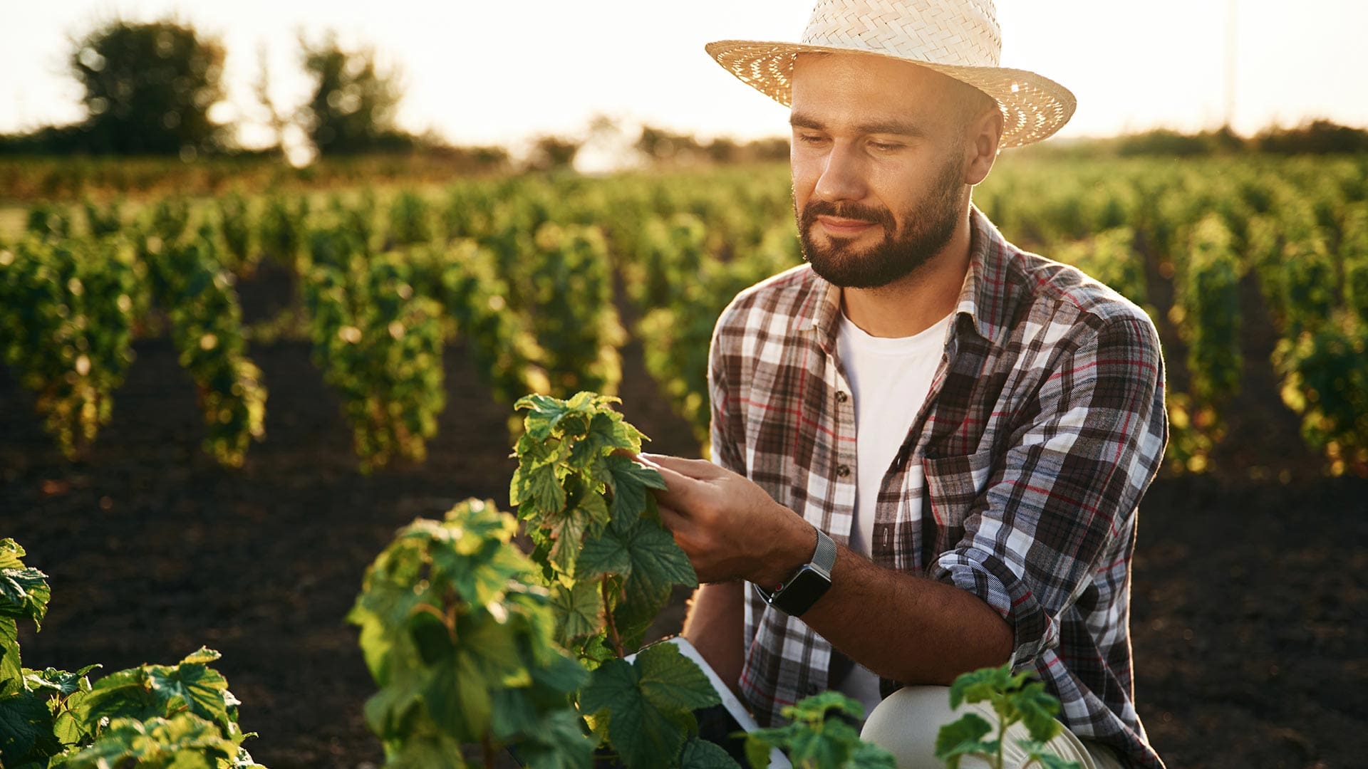Farmer inspecting hop
