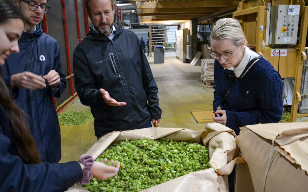 Photos of Hop Harvest in Strasbourg